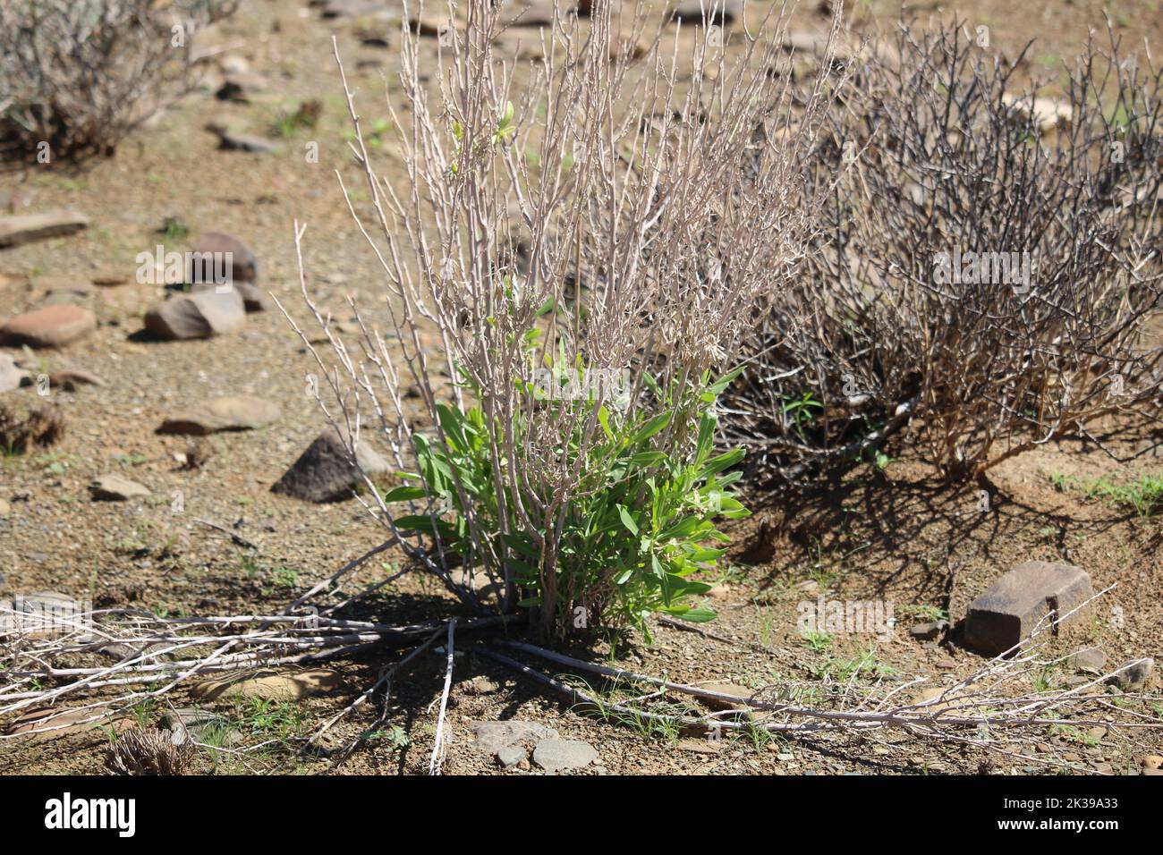 Reprise de la croissance verte après les pluies en Namibie Banque D'Images
