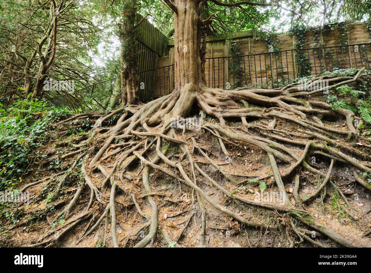 Bournemouth, Royaume-Uni - 21 juillet 2022 : racines exposées d'un vieux arbre, créant une atmosphère de conte de fées, entouré de grands arbres Banque D'Images