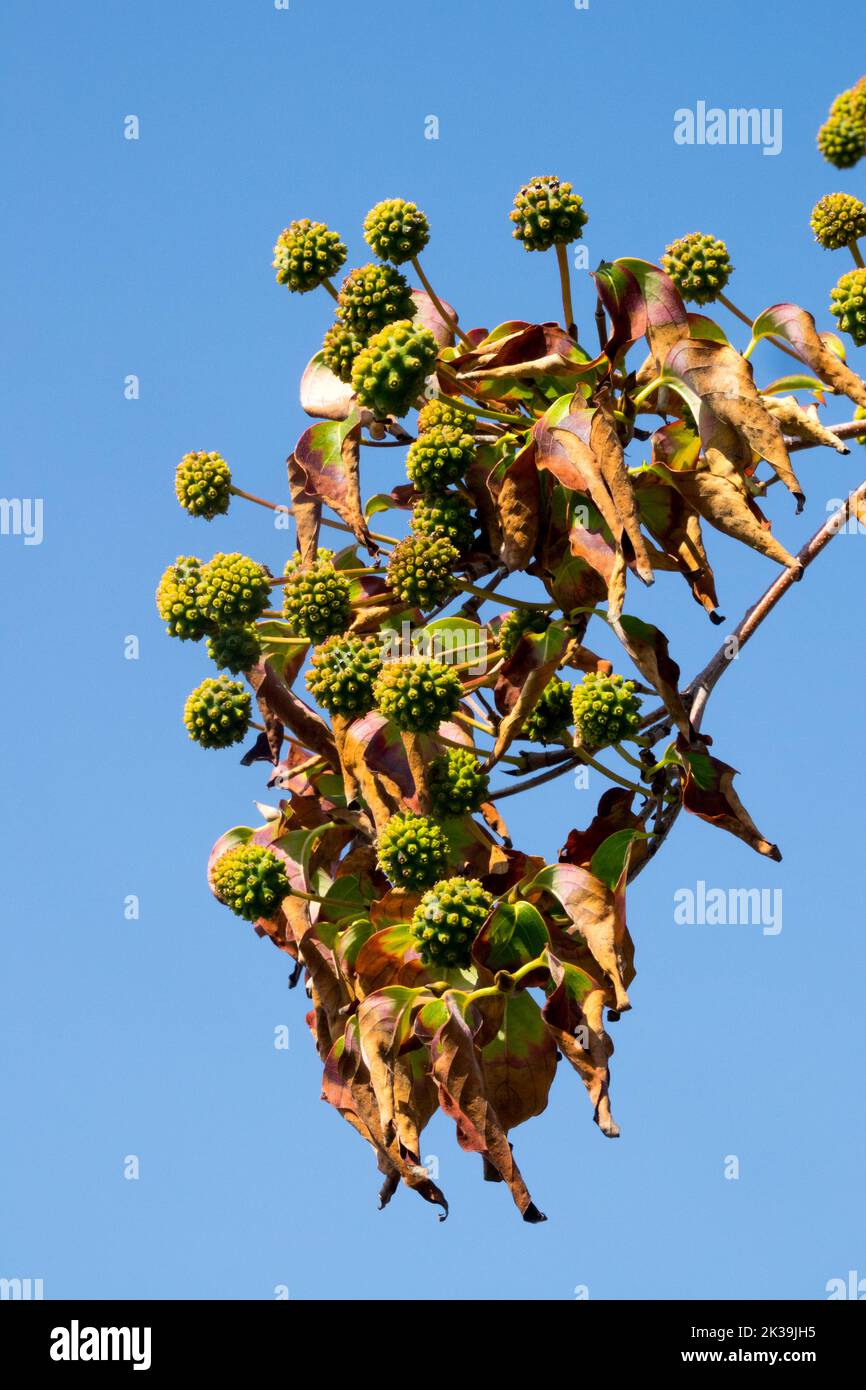 Cornus kousa 'Milky Way', fruits, arbuste, fruits non mûrs sur la branche, fin de l'été, Dogwood chinois, baies Banque D'Images