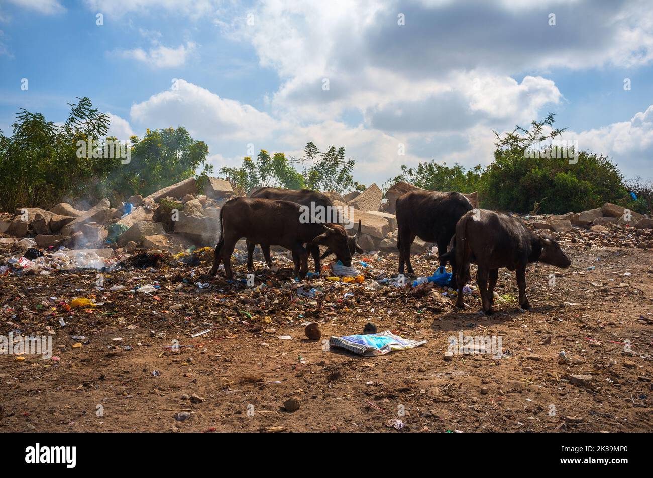 Des vaches indiennes mangeant des déchets de plastique sur une décharge sur la colline de Chamundi Banque D'Images