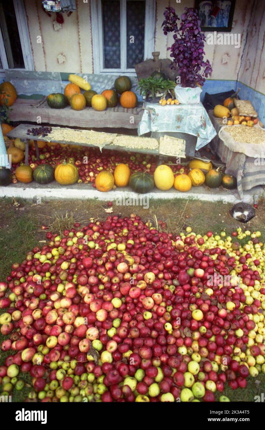 Comté d'Alba, Roumanie, environ 1999. Fruits et autres cultures récoltés en automne, temporairement placés à l'extérieur d'une ferme. Chat dormant dans la cour. Banque D'Images
