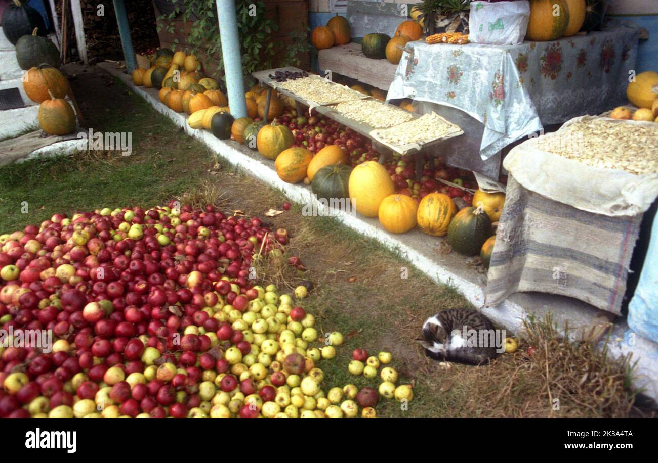 Comté d'Alba, Roumanie, environ 1999. Fruits et autres cultures récoltés en automne, temporairement placés à l'extérieur d'une ferme. Chat dormant dans la cour. Banque D'Images