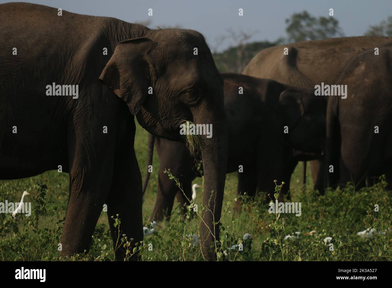 Les éléphants du Sri Lanka dans la nature Banque D'Images
