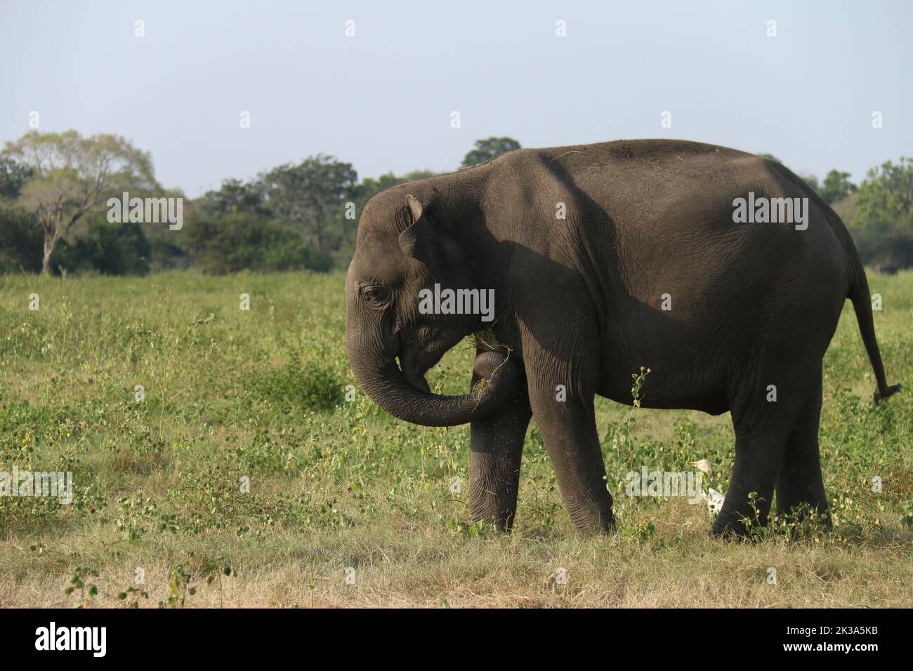 Les éléphants du Sri Lanka dans la nature Banque D'Images