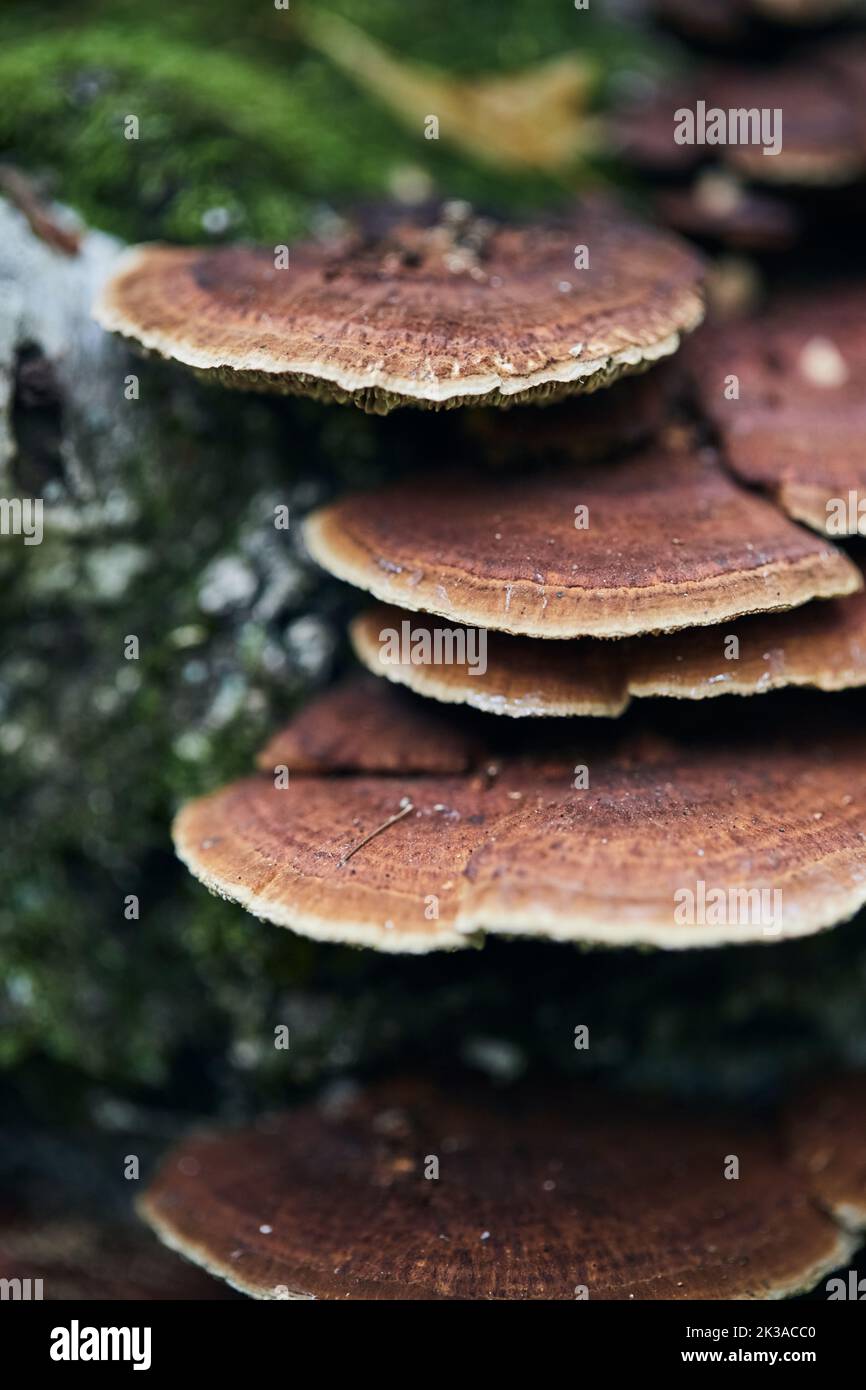 Le champignon sauvage non comestible pousse dans la forêt près de Moscou sur un arbre avec de la mousse. Photo verticale. Banque D'Images