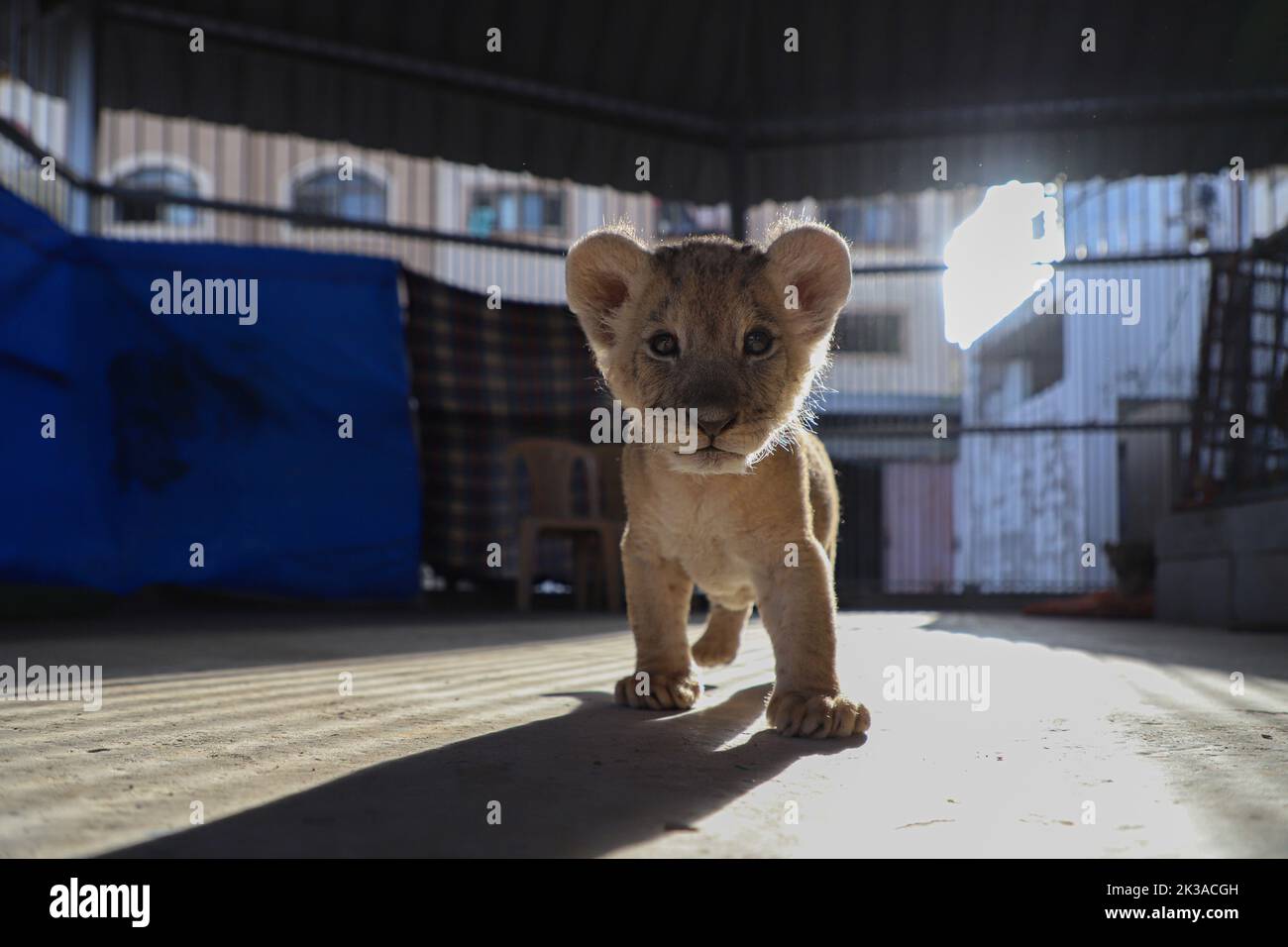 Gaza. 25th septembre 2022. Un lion cub est vu au zoo de Namaa, dans le nord de la bande de Gaza, le 25 septembre 2022. Credit: Rizek Abdeljawad/Xinhua/Alamy Live News Banque D'Images