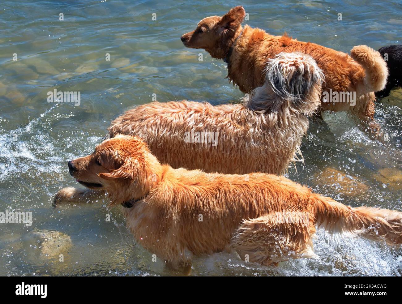Groupe de chiens jouant dans la rivière Banque D'Images