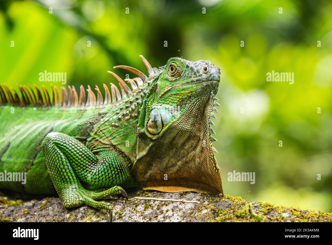 Iguana verte, Parc national Arenal, la Fortuna, Costa Rica Banque D'Images