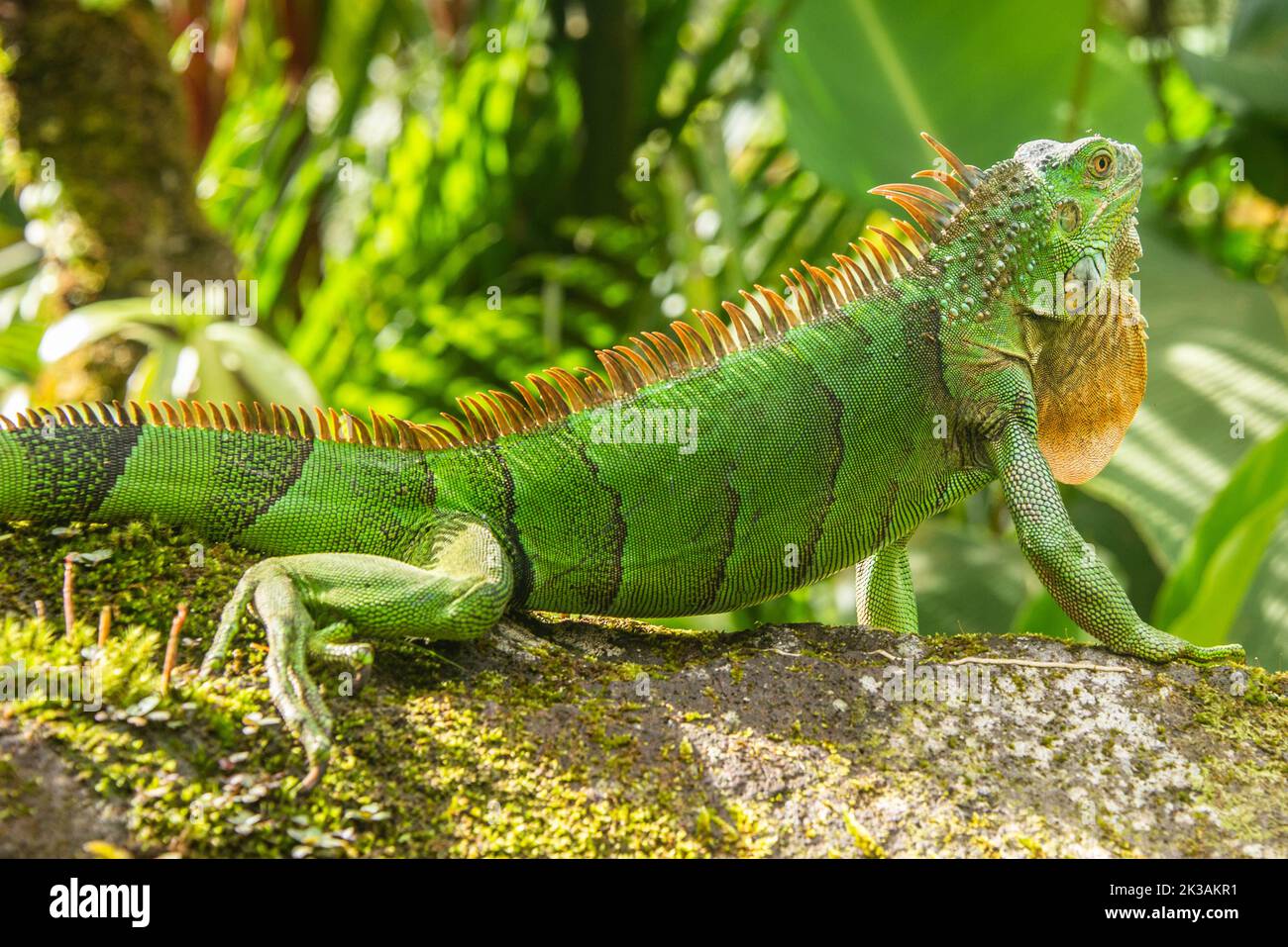 Iguana verte, Parc national Arenal, la Fortuna, Costa Rica Banque D'Images