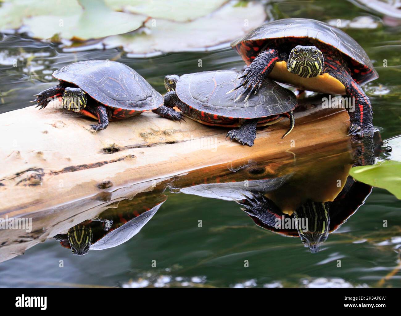Paire de tortues peintes (Chrysemys picta marginata) avec leur réflexion dans l'eau, Montréal, Canada Banque D'Images