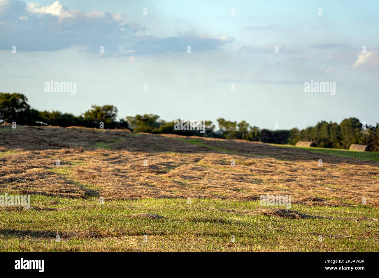Vue sur un champ de foin avant le ratissage et le pressage, sous la lumière du soleil de l'après-midi. Banque D'Images