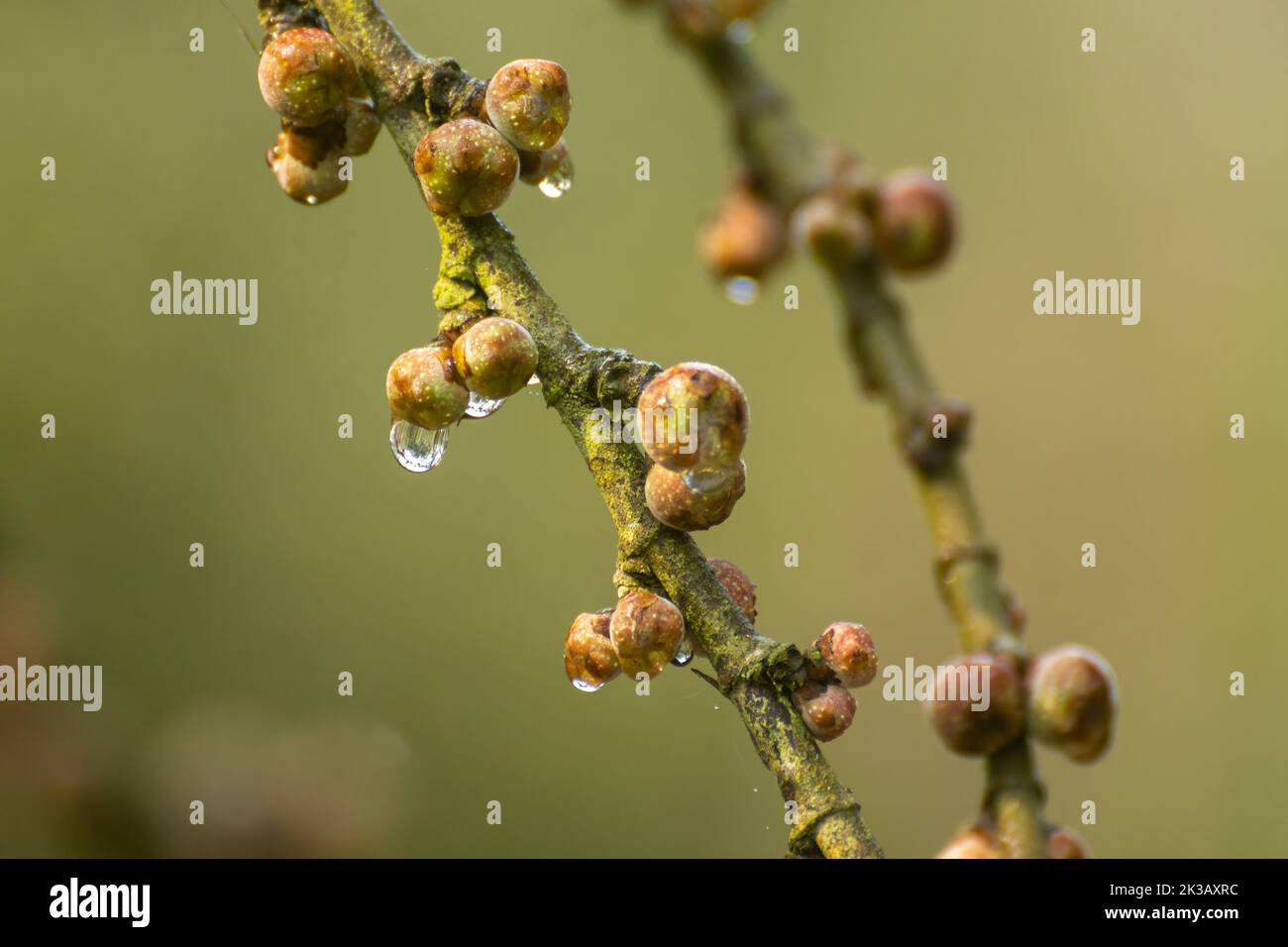 Des gouttes de rosée tombent des fruits à la figue un matin d'hiver à la réserve de tigres de Pilibhit, Uttar Pradesh, Inde Banque D'Images