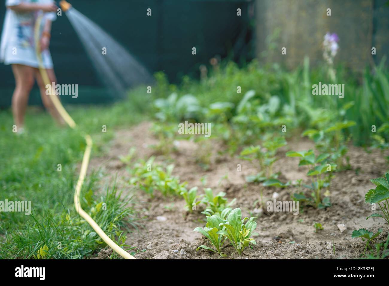 image rognée de jardinage de femme. Banque D'Images