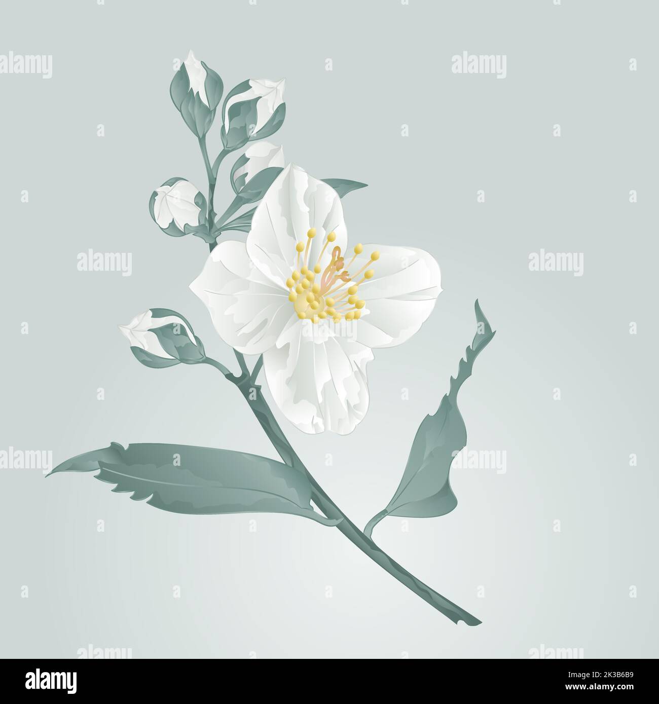 Illustration vectorielle de la fleur de jasmin et des bourgeons Illustration de Vecteur
