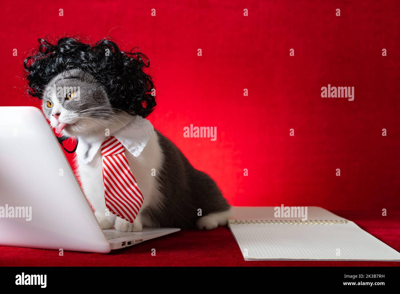 british shorthair chat avec perruque et cravate comme une femme d'affaires et de travailler avec un ordinateur portable Banque D'Images