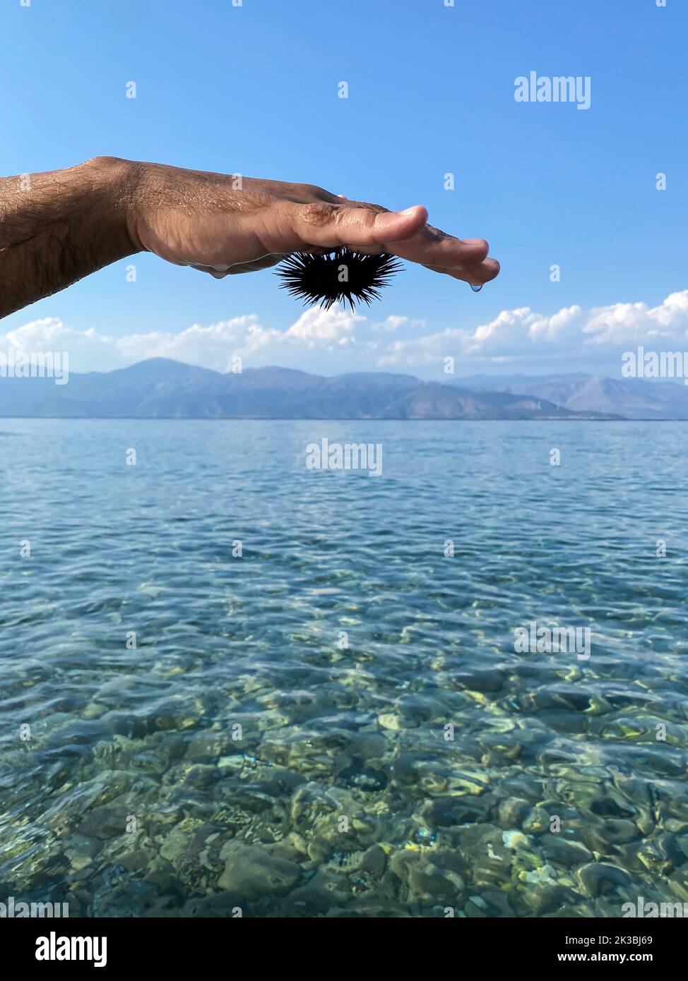 Oursin de mer accroché à la paume de la main Banque D'Images