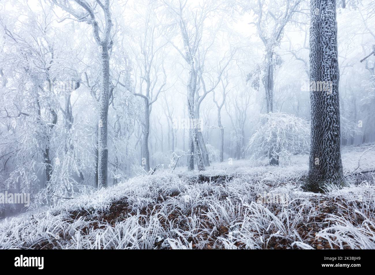 Forêt d'hiver dans les montagnes. Treet d'hiver majestueux Banque D'Images