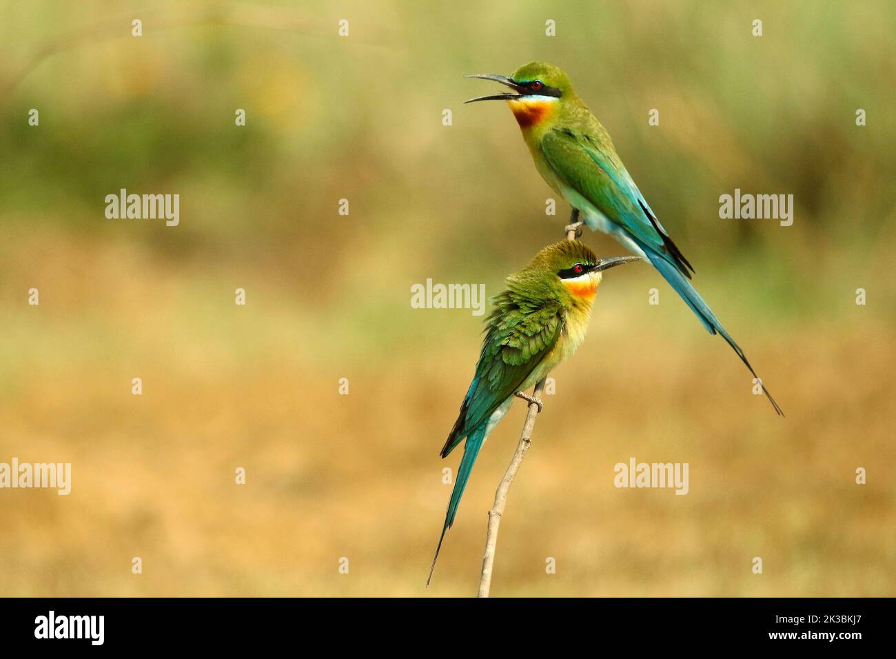 Eater à queue bleue, Merops philippinus , Naguvana Halli, Karnataka, Inde Banque D'Images