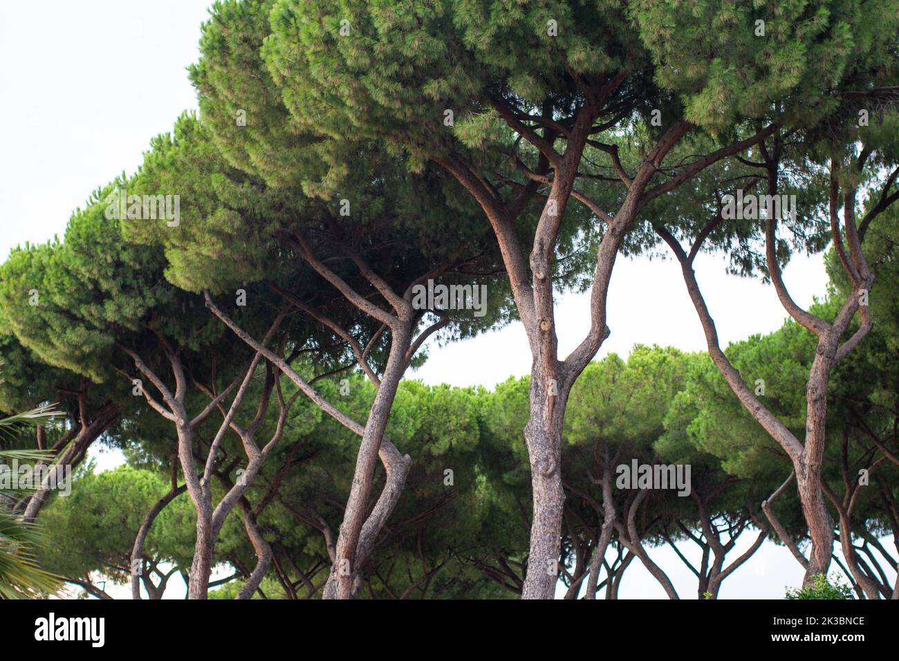 Grands arbres dans la forêt Banque D'Images Grands arbres dans la forêt Banque D'Images