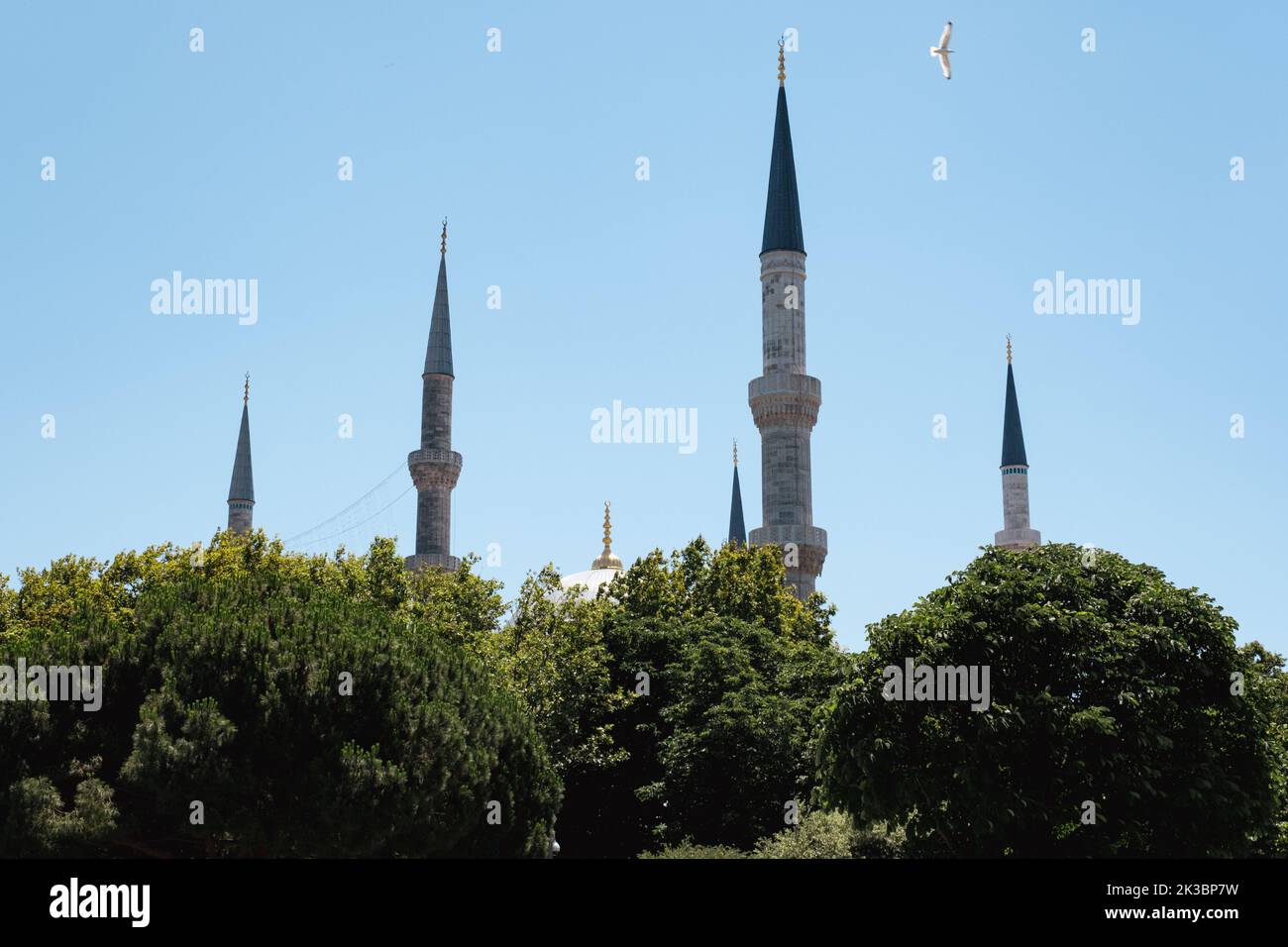 4 minarets de Mosquée bleue avec arbres, Islam et concept de religion, vieux bâtiment historique, espace de copie avec beau minaret de mosquée Banque D'Images