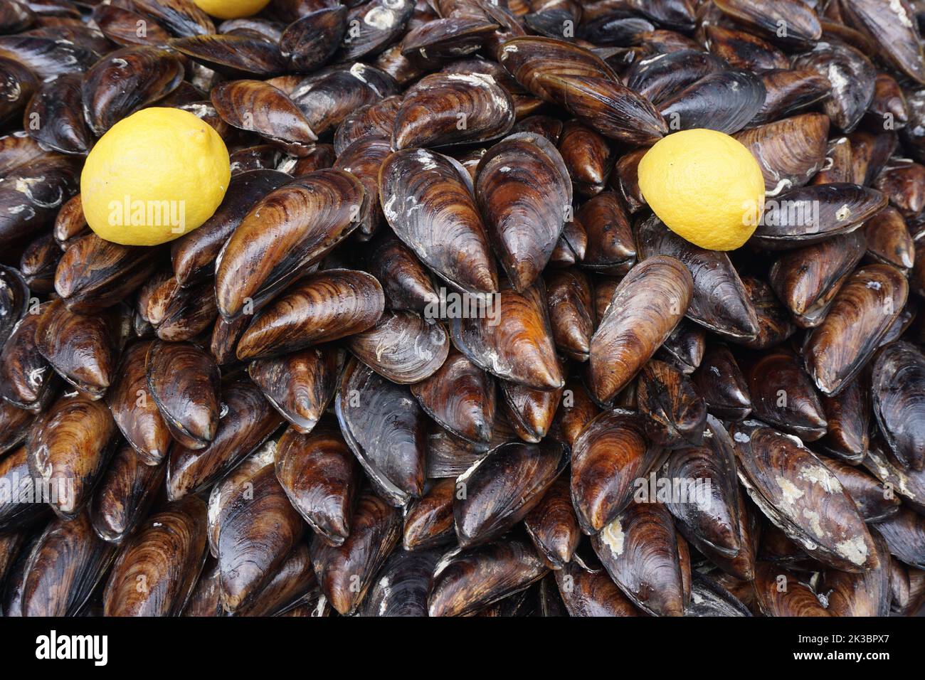 moules farcies empilées les unes sur les autres Banque D'Images