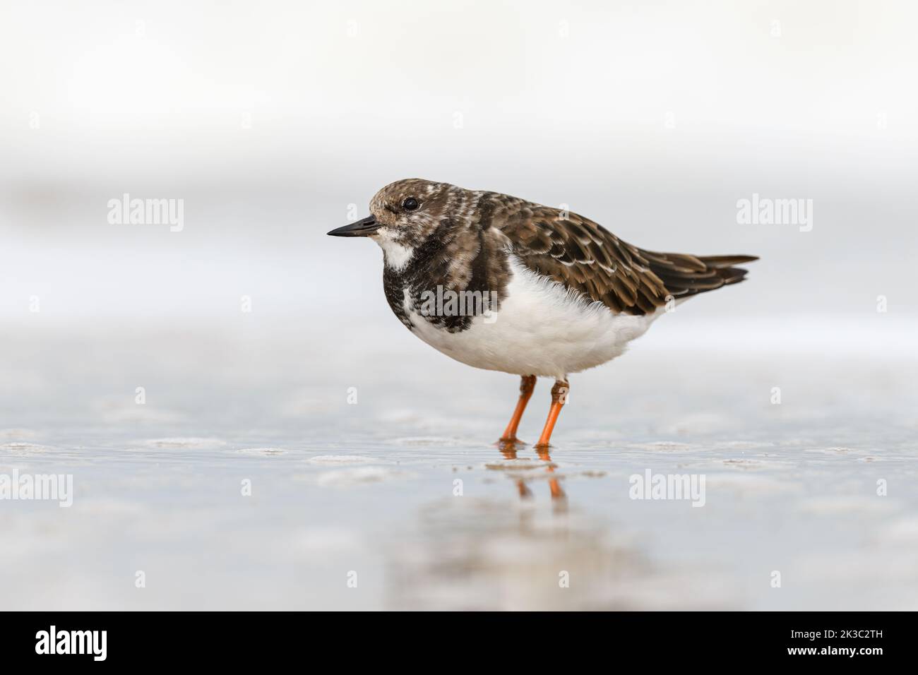 Turnstone/ Ruddy Turnstone, Arenaria interprés; oiseau adulte dans la mer en hiver, plumage non reproductrice Norfolk octobre Banque D'Images