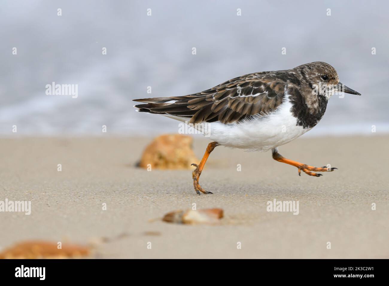 Turnstone/ Ruddy Turnstone, Arenaria interprés; oiseau adulte en hiver, plumage non reproductrice longeant la plage Norfolk octobre Banque D'Images