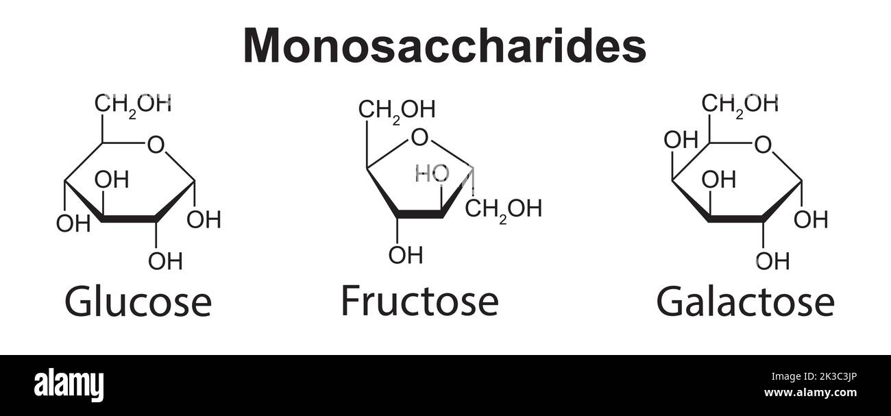 Illustration chimique des monosaccharides. Glucose, fructose et galactose. Illustration vectorielle. Illustration de Vecteur