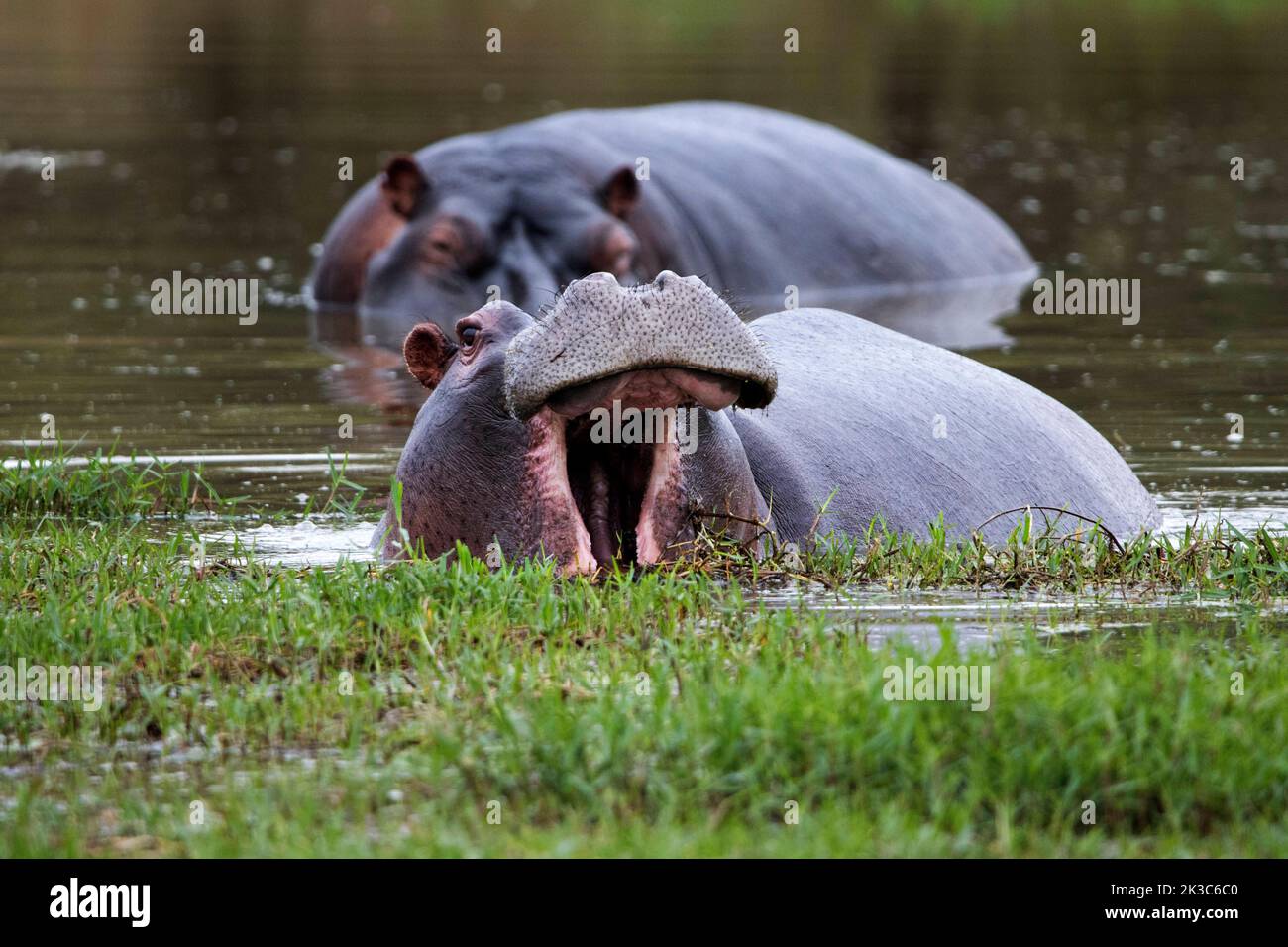 Les hippopotames sont le troisième plus grand mammifère terrestre du monde. Afrique du Sud: CES IMAGES montrent une amitié improbable entre un petit oiseau et un hippopotame puissant. Banque D'Images