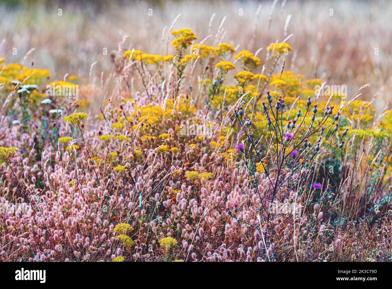Herbe sèche et fleurs sauvages dans la prairie de la montagne Zlatibor en été, foyer sélectif Banque D'Images