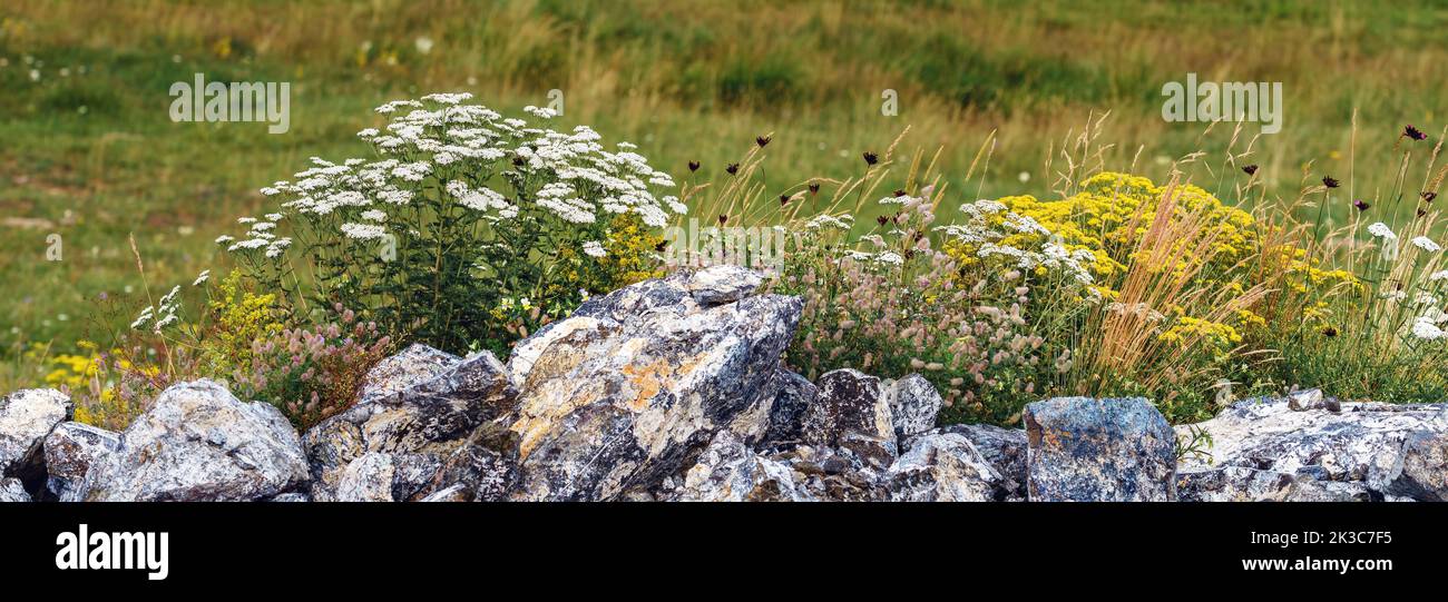 Herbe sèche et fleurs sauvages avec des roches dans la prairie de la montagne Zlatibor en été, foyer sélectif Banque D'Images