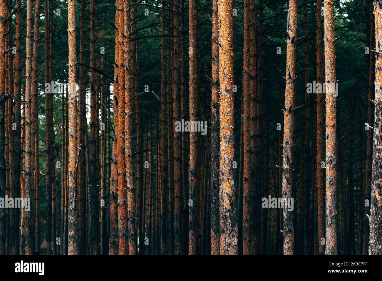 Hauts troncs de pins au paysage de forêt de montagne de Zlatibor, foyer sélectif Banque D'Images