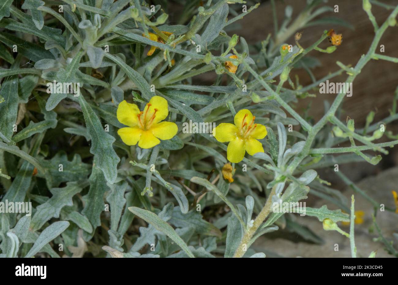 Mullein épineuse, Verbascum spinosum en fleur. Une Crète endémique. Banque D'Images