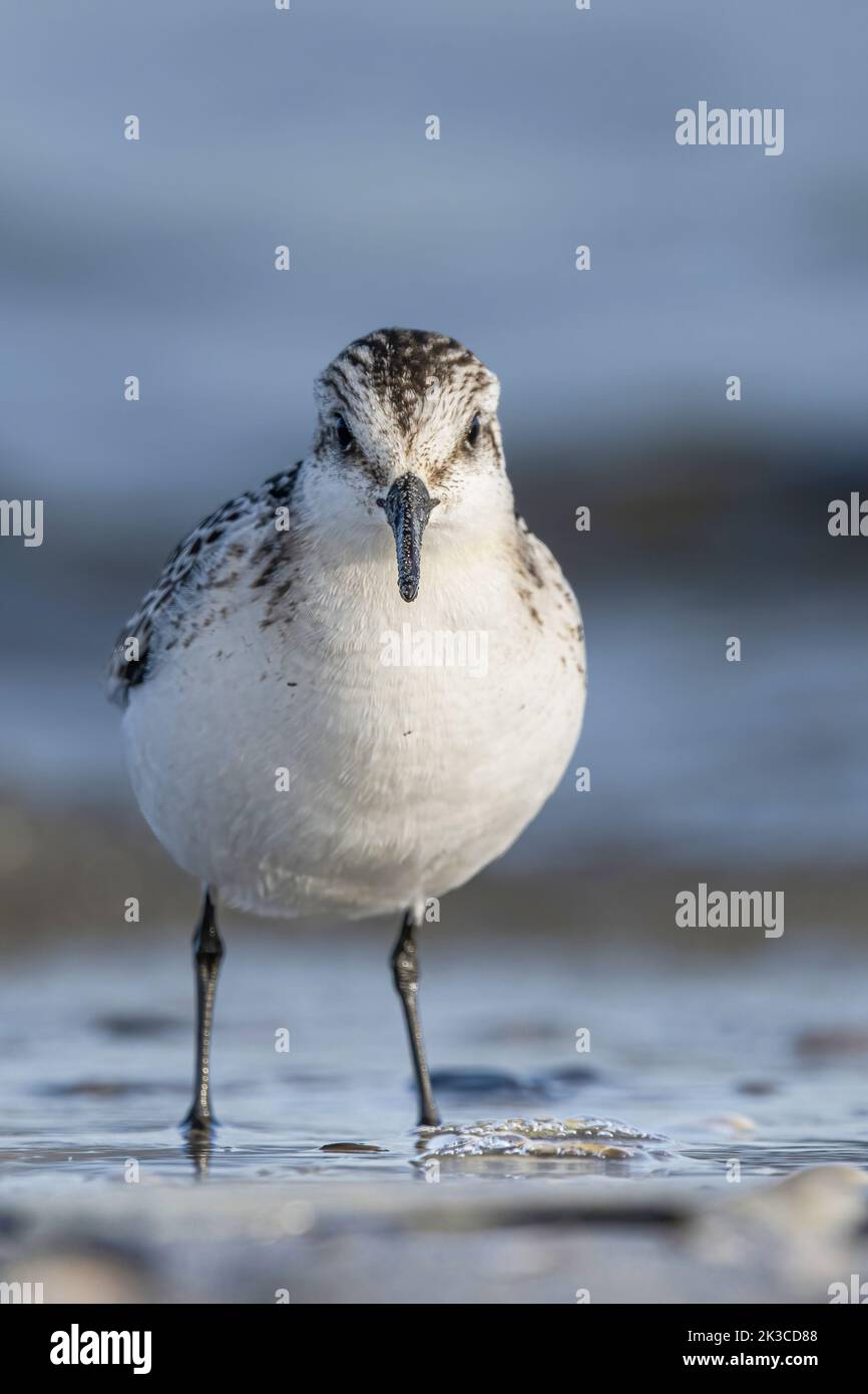 Baie de somme, oiseaux en vol Banque D'Images