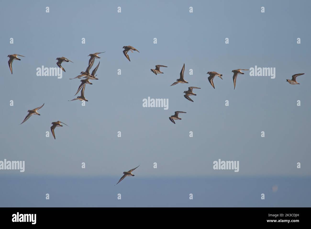 Baie de somme, oiseaux en vol Banque D'Images