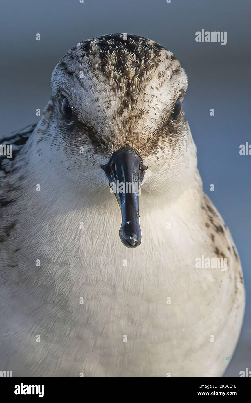 Baie de somme, oiseaux en vol Banque D'Images