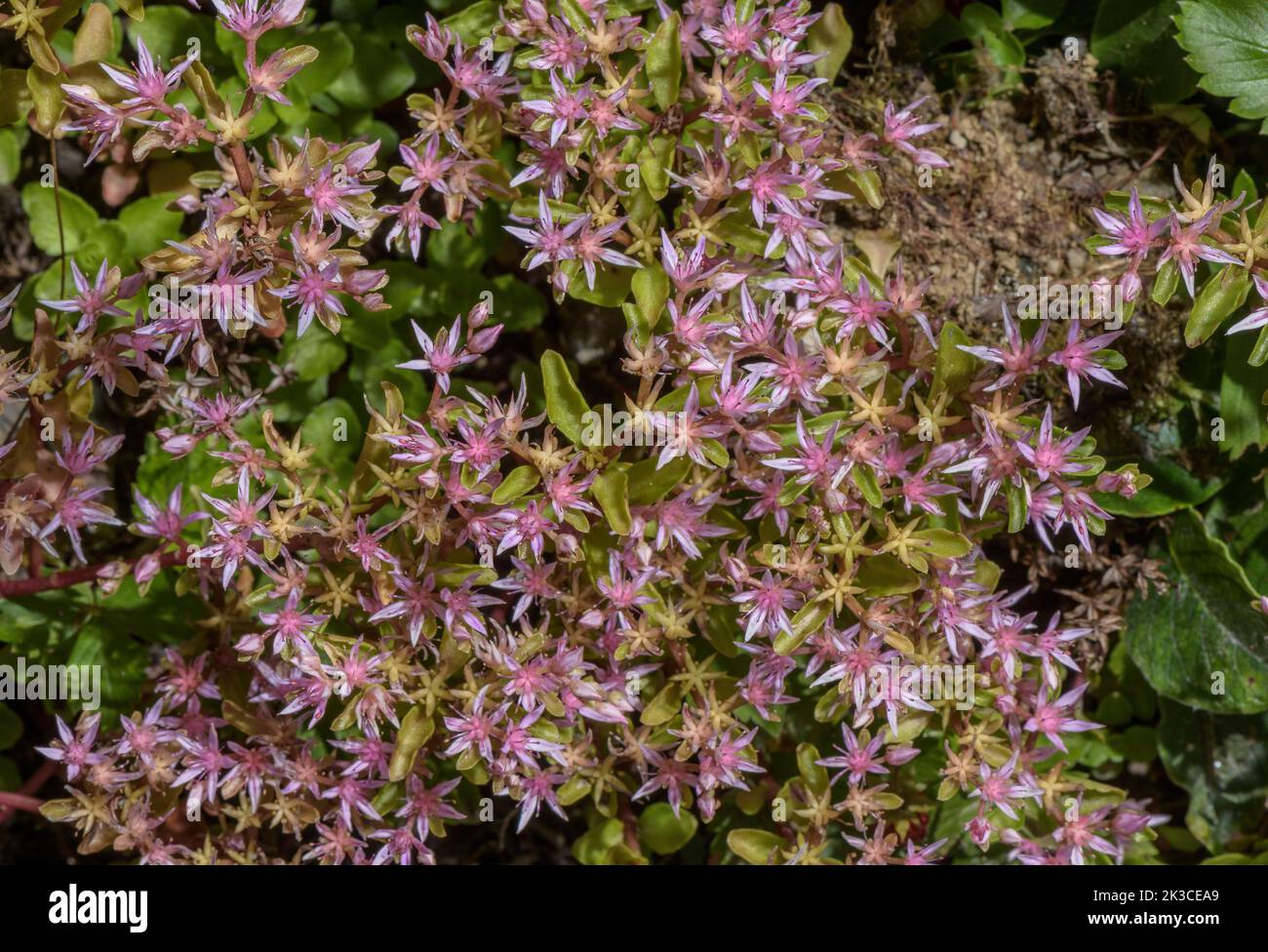 La stonecrope caucasienne, Phedimus spius, naturalisée du Caucase. Banque D'Images