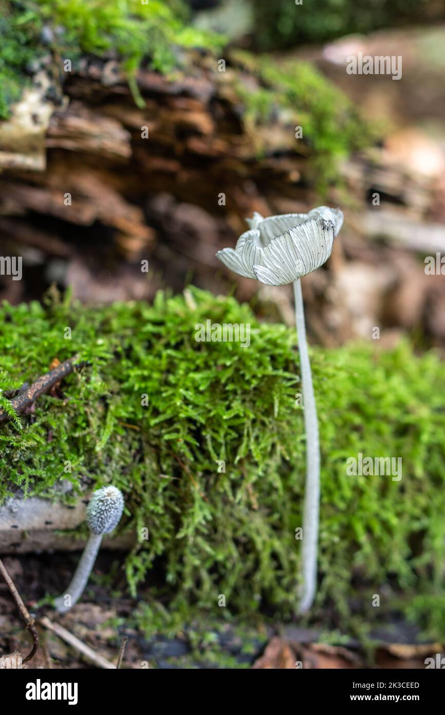 Hresfoot inkcap (Coprinopsis lagopus) champignons de crapaud champignons champignons dans les forêts décidues en automne, Angleterre, Royaume-Uni Banque D'Images