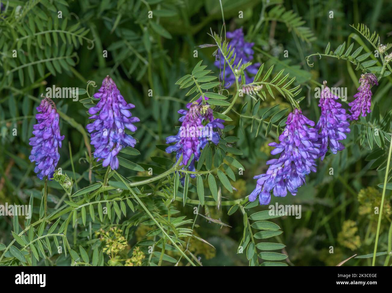 Vesce touffeté, Vicia cracca, en fleur dans les Alpes suisses. Banque D'Images
