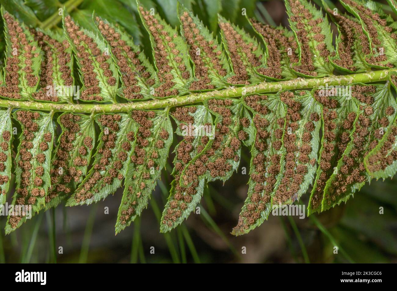 Frondes fertiles de Holly Fern, Polystichum lonchite, avec sori. Banque D'Images
