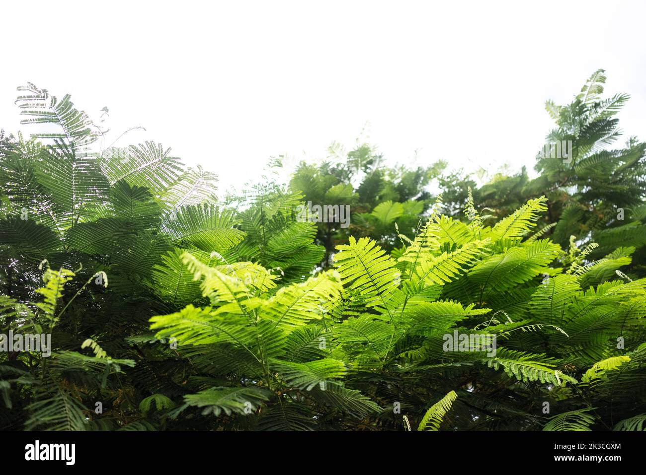 La plupart du temps floue Delonix regia feuilles sur fond blanc ciel avec espace de copie Banque D'Images