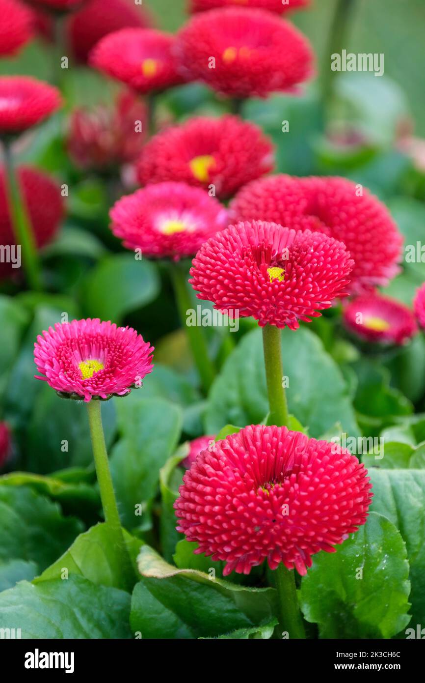 Bellis perennis Tasso Series, Daisy Tasso Series, Bellis perennis Tasso Mixed, Marguerite anglaise, Marguerite de prairie, Marguerite commune. Fleur double Banque D'Images