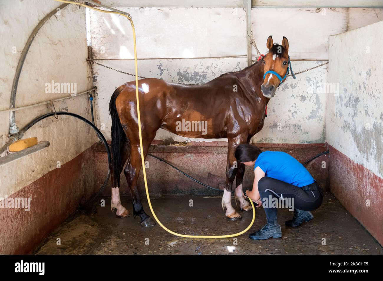 Vue latérale complète de la femme propriétaire utilisant le tuyau tout en lavant les sabots de cheval avec manteau brun pendant le travail dans la grange Banque D'Images