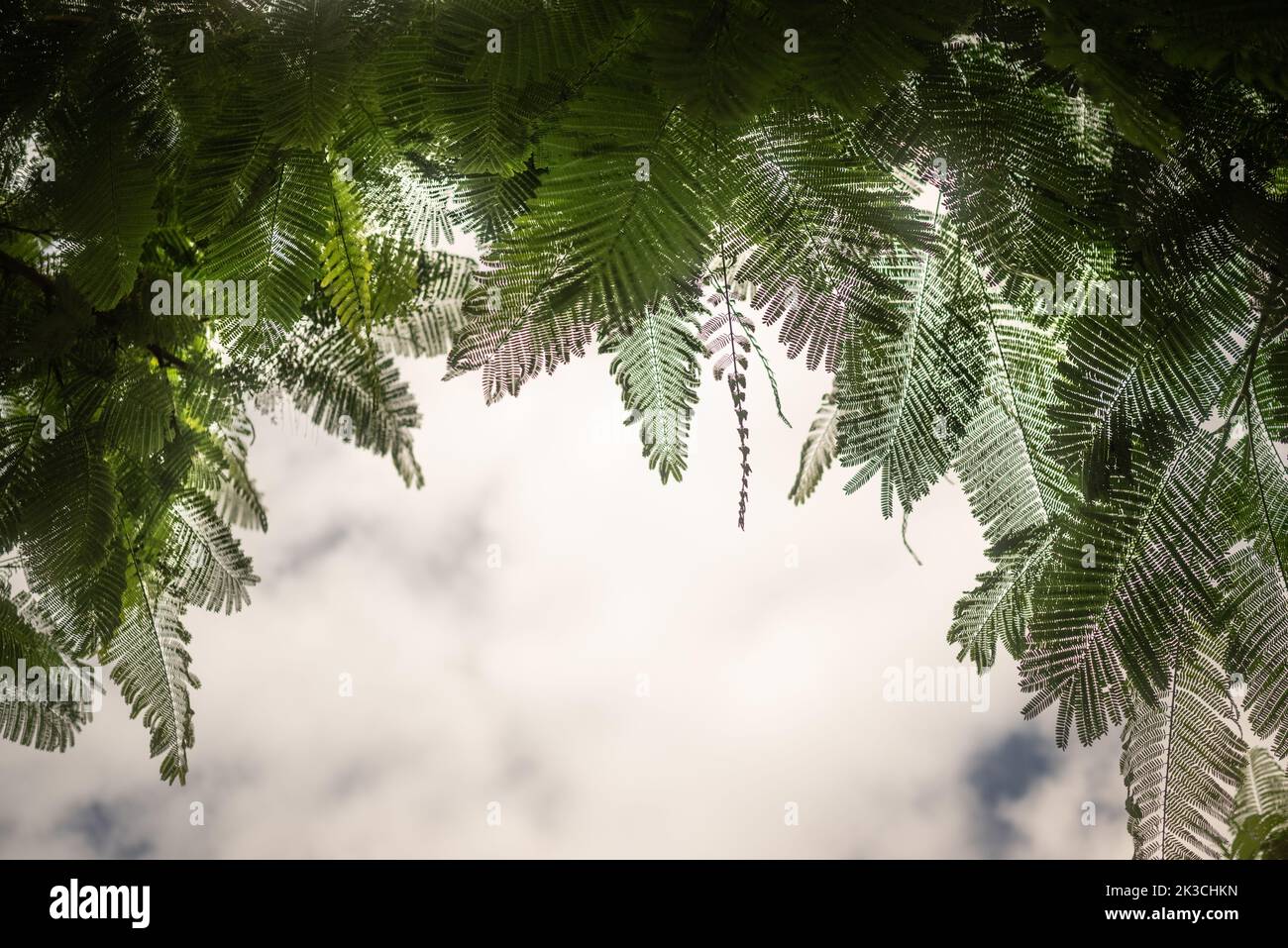 Principalement flou Delonix regia laisse le cadre sur fond blanc ciel espace de copie Banque D'Images