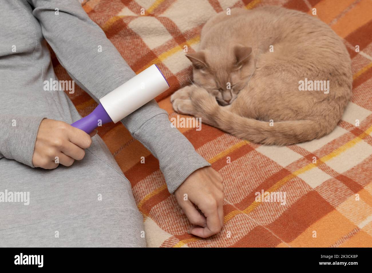 l'homme nettoie une couverture des cheveux de chat. Photo de haute qualité Banque D'Images