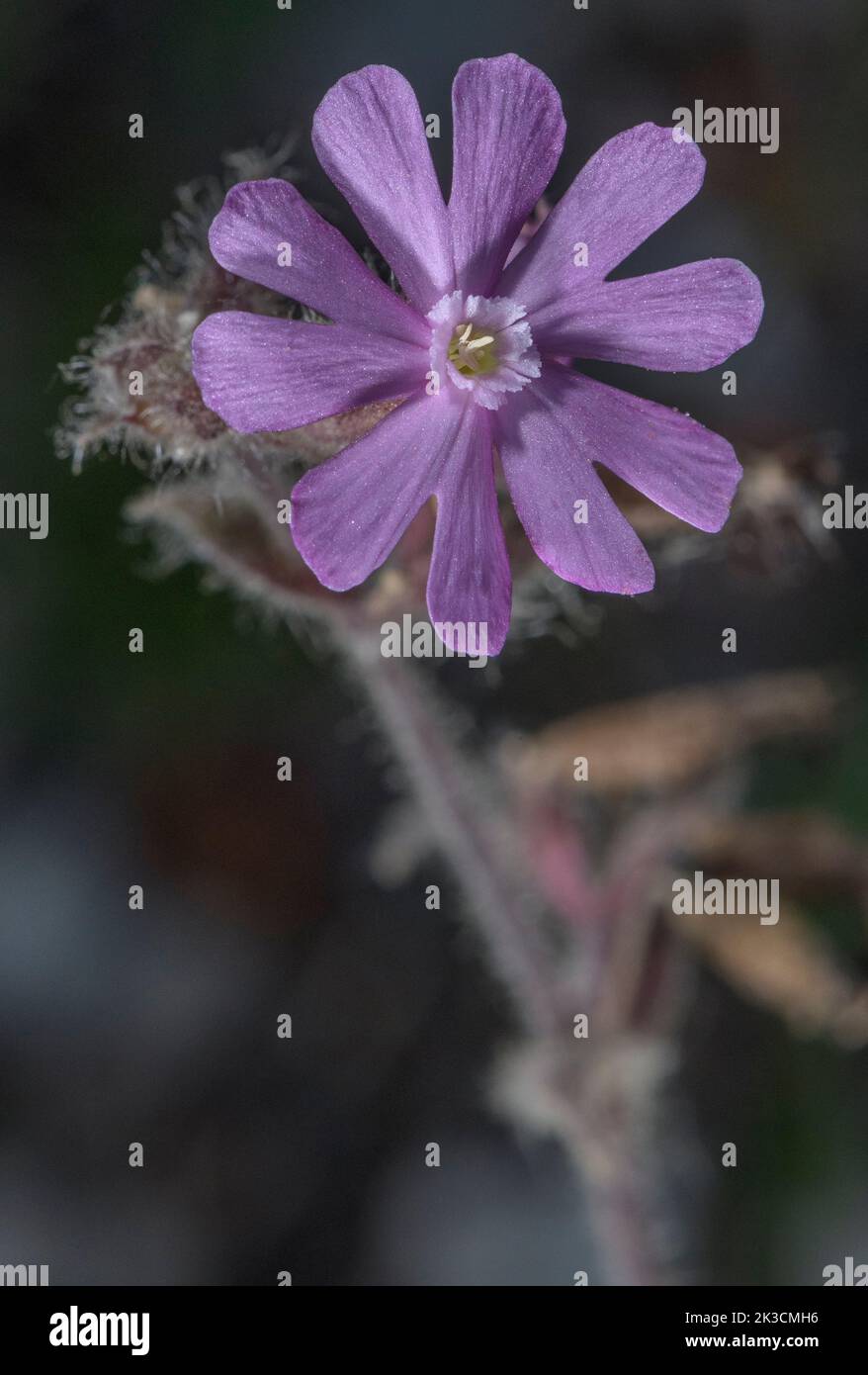 Hybride Rose Campion, Silene latifolia x Silene dioica = Silene x hampeana. (campion rouge x Campion blanc) en fleur. Banque D'Images