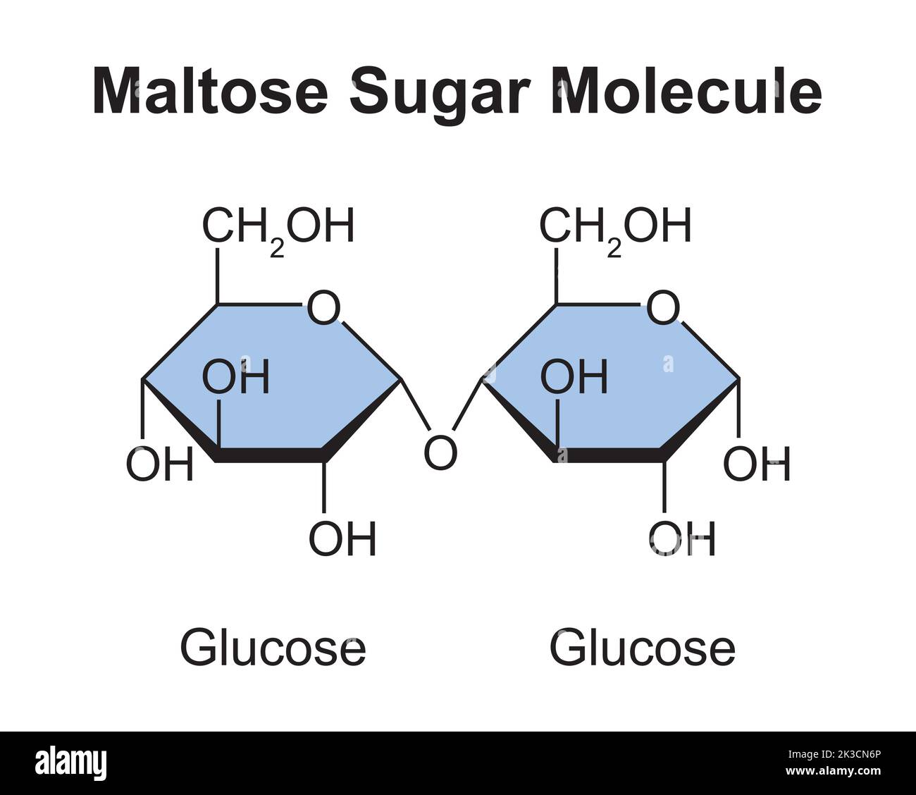 Molécule de sucre maltose. Glucose et glucose. Illustration vectorielle. Illustration de Vecteur