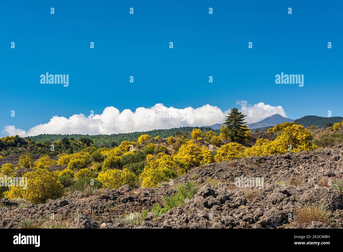 Le balai de l'Etna (Genista aetnensis) en fleur, une vue spectaculaire en été, qui s'accroît sur les pentes de lave du célèbre volcan sicilien Banque D'Images