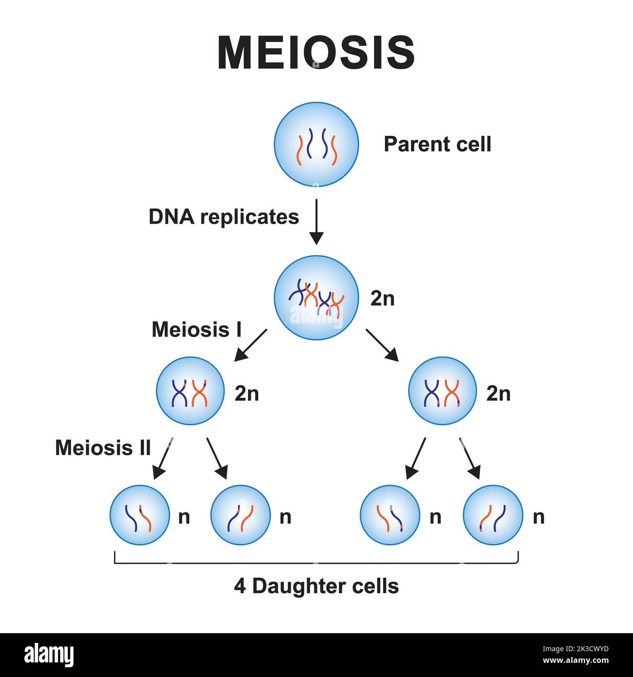 Conception scientifique de Meioisis. Symboles colorés. Illustration vectorielle. Illustration de Vecteur
