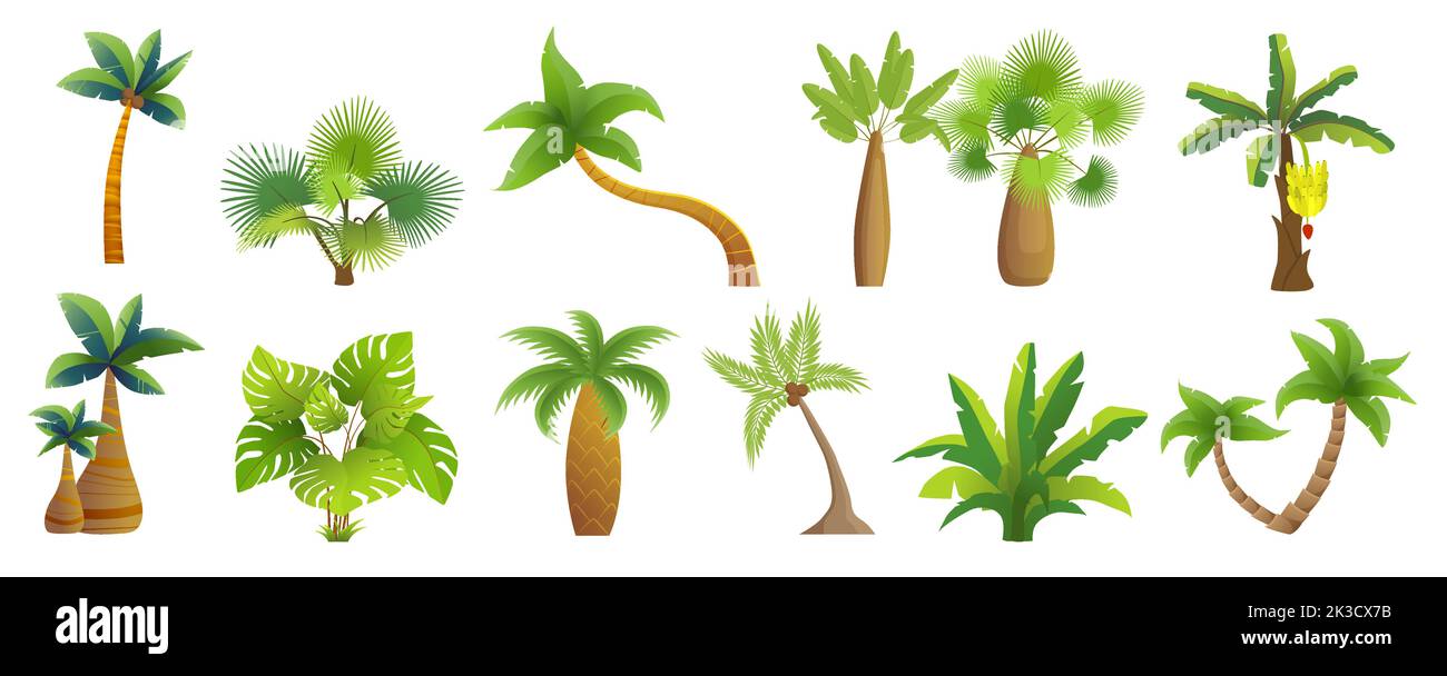 Les palmiers tropicaux et les plantes de la plage ou de la jungle définissent l'illustration vectorielle. Bande dessinée arbre exotique isolé de noix de coco avec feuilles et tronc, feuilles vertes d'été sur les branches dans la collection botanique tropique Illustration de Vecteur